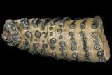 Partial Southern Mammoth Molar - Hungary #149858-1